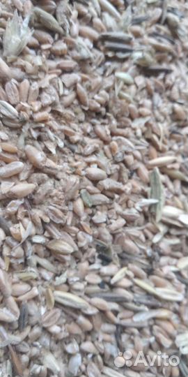 Зерноотходы пшеничные