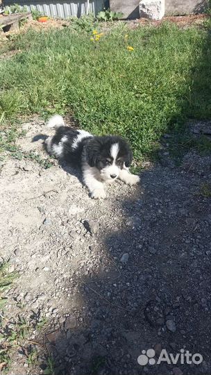 Собака в добрые руки отдам бесплатно