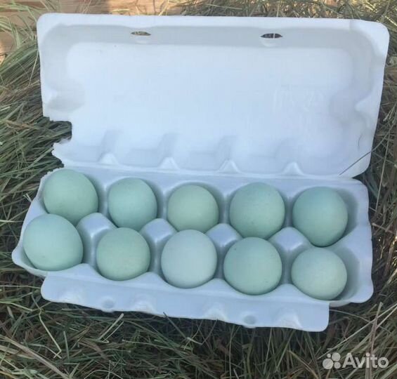 Ухейилюй, Инкубационное яйцо, цыплята