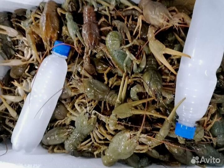 Саратовские раки деликатес к 8 марта