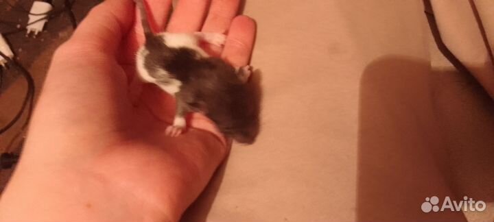 Крыса декоративная