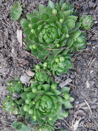 Молодило, каменная роза