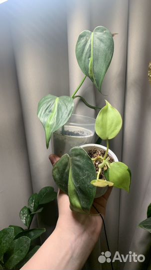 Филодендрон бразил 2в1
