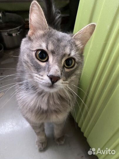 Кот