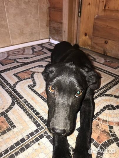 Собака в добрые руки маленькая порода