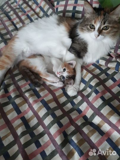 Отдам в добрые руки кошечку