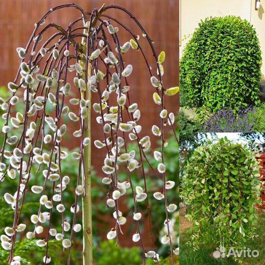 Верба плакучая