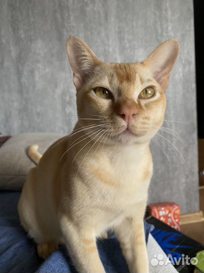 Вязка бурма