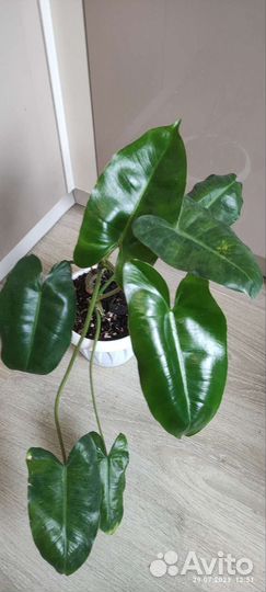 Филодендрон, сингониум, аихризон