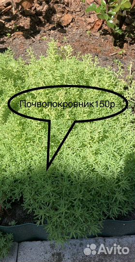 Почвопокровные растения, делёнки 15:15см