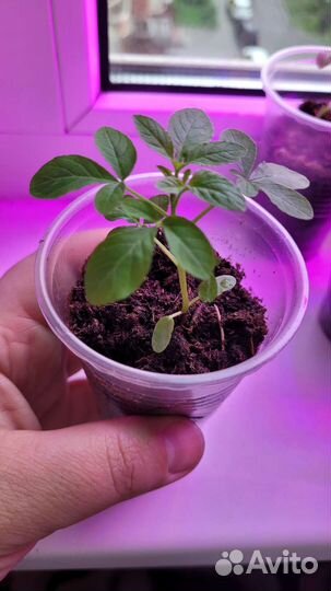 Клеома рассада