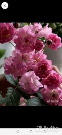 Роза миниатюрная