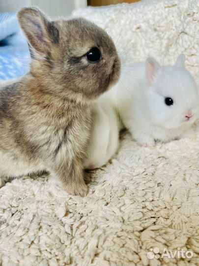 Крольчата