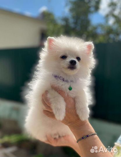 Немецкий шпиц померанского типа