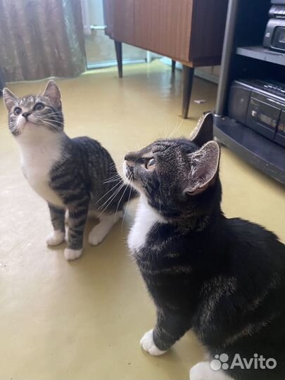 Котята в добрые руки бесплатно