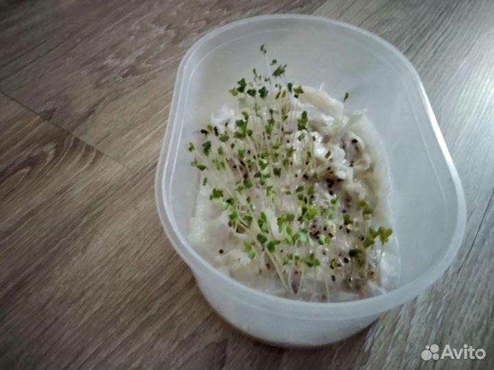 Микрозелень