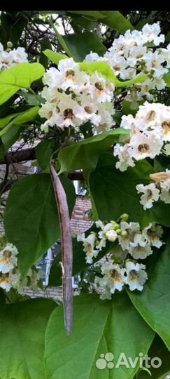 Семена катальпы