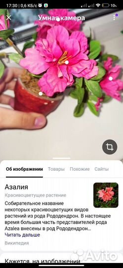 Искусственные цветы азалия