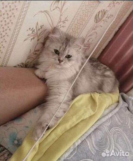Персидская шиншилла
