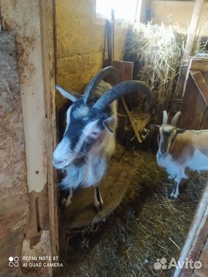 Продам дойных коз 3 и годовалого козла