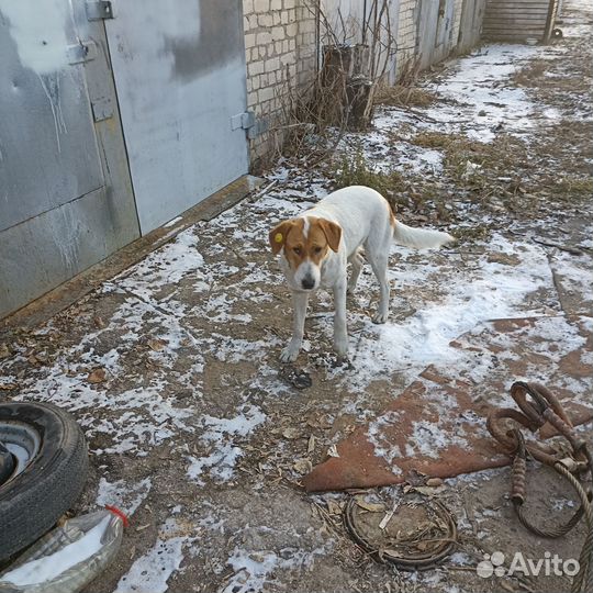 Для крана пауки стропы