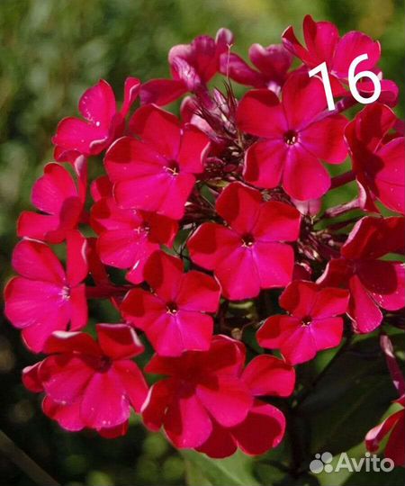 Флоксы многолетние