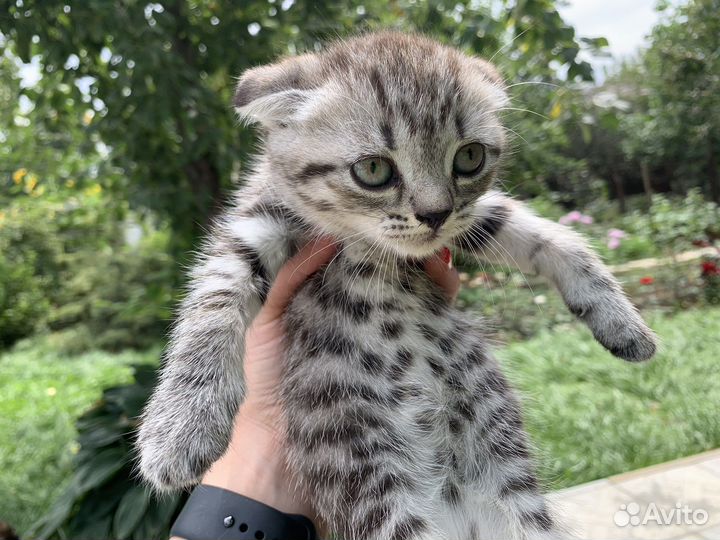 Вислоухие котята