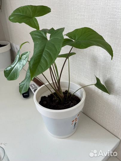 Цветы комнатные с горшками