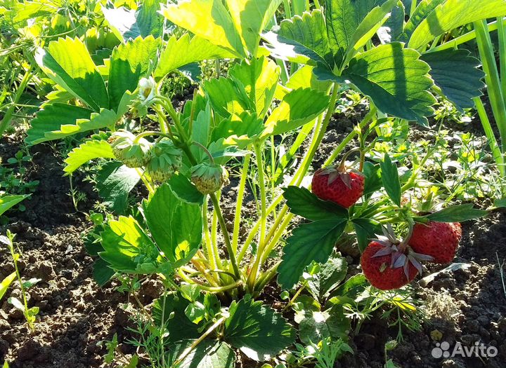 Клубника Фестивальная, усы