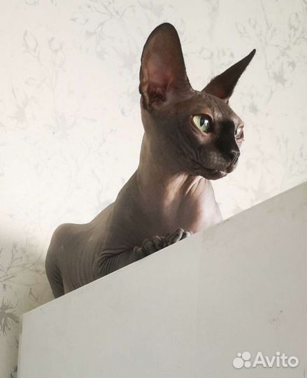 Передержка кошек и других небольших питомцев