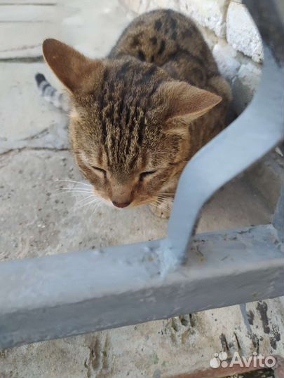 Кот метис бенгала в добрые руки