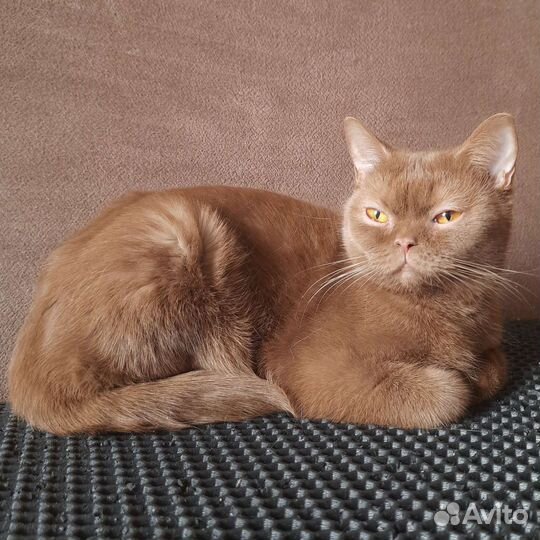 Британская короткошерстная кошка