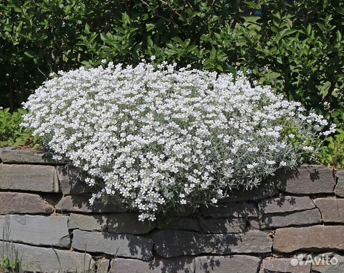 Церастиум почвопокровник