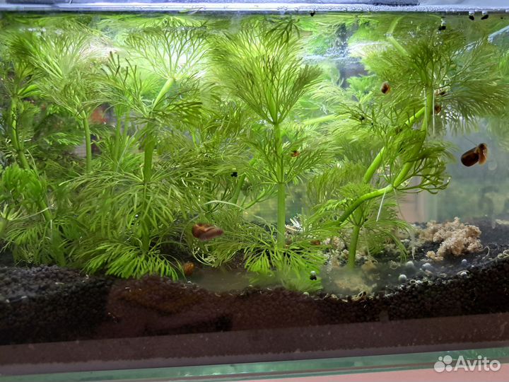 Растения и улитки для аквариума