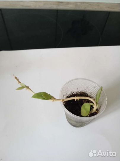 Укоренëнные хойи(Обновлено)