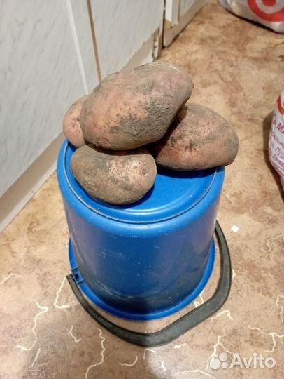 Продам картофель