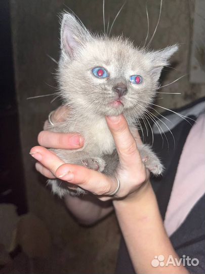 Котенок ищет дом