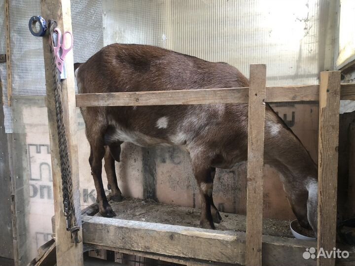 Коза дойная