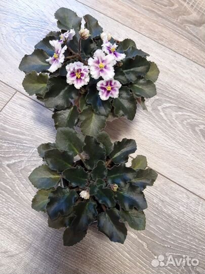 Цветущая молодая фиалка