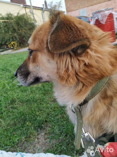 Спасён из черного приюта