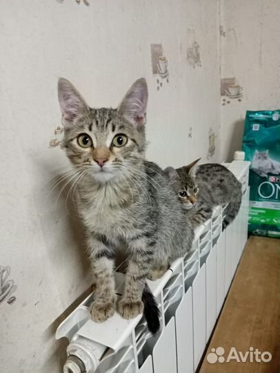 Ласковый Васъ