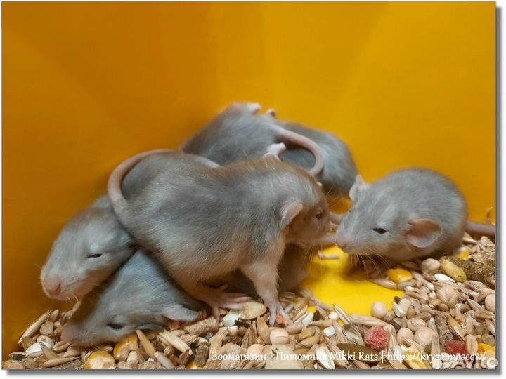 Крысы. Крысята Дамбо из питомника а Москве