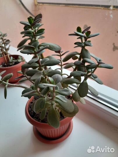 Красула (толстянка, денежное дерево)