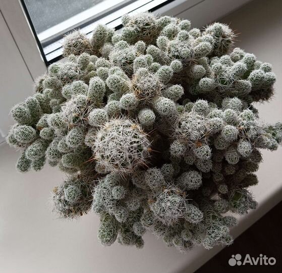 Кактус Маммиллярия