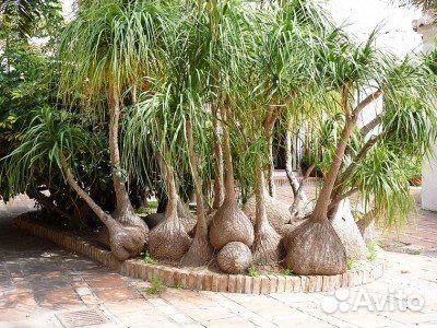 Бутылочная пальма