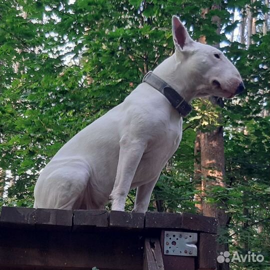 Кобель Белого Стандартного Бультерьера.вязка