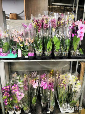 Орхидея. Фаленопсис. Цимбидиум. Дендробиум