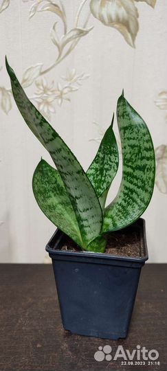 Сансевиерия ханни