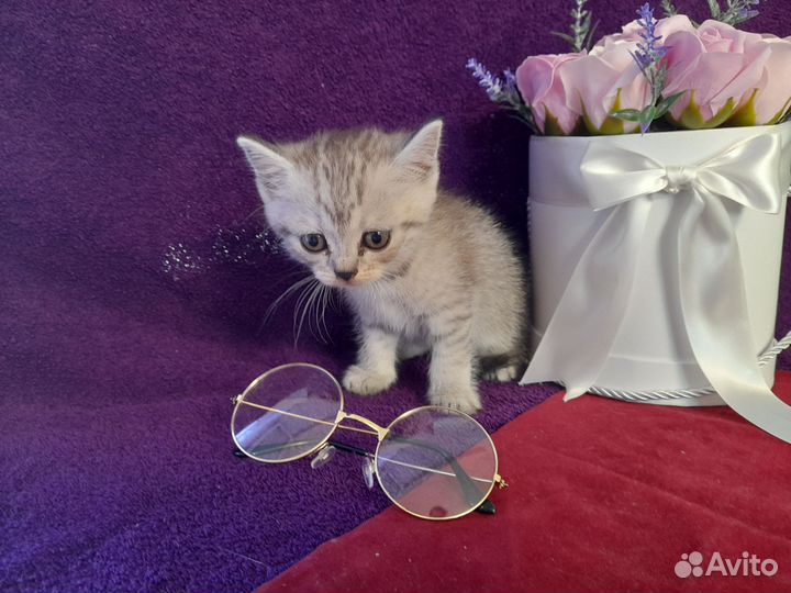 Шотландская