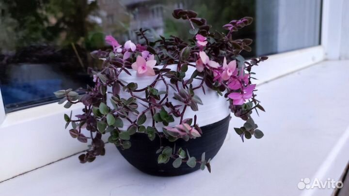 Каллизия Бьянка (Bianca)